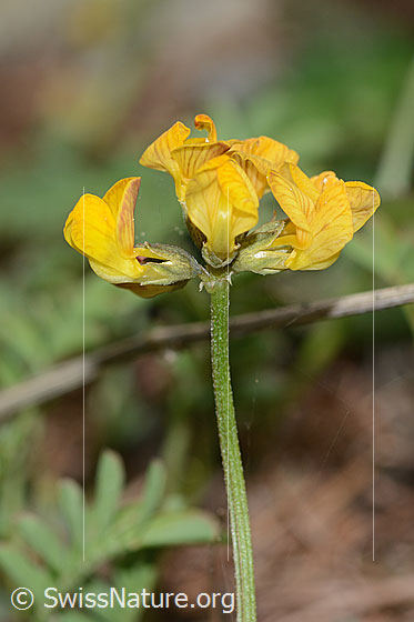 Photo: Hippocrepis comosa. Inflorescence and stem. View from the side.