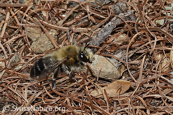 Foto: Gebänderte Pelzbiene (Anthophora aestivalis). Länge 15mm. Männchen. Ansicht von der Seite.