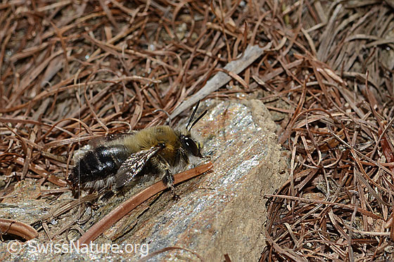 Photo: Anthophora aestivalis. Length 15mm. Male. View from the side.