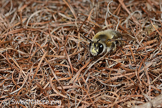 Photo: Anthophora aestivalis. Length 15mm. Male. View diagonally from the front.