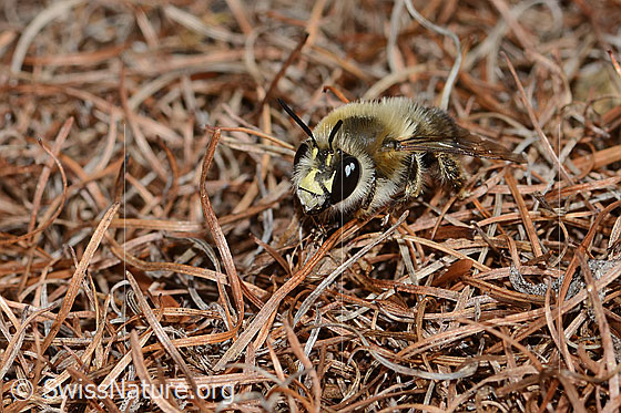 Photo: Anthophora aestivalis. Length 15mm. Male. View diagonally from the front.