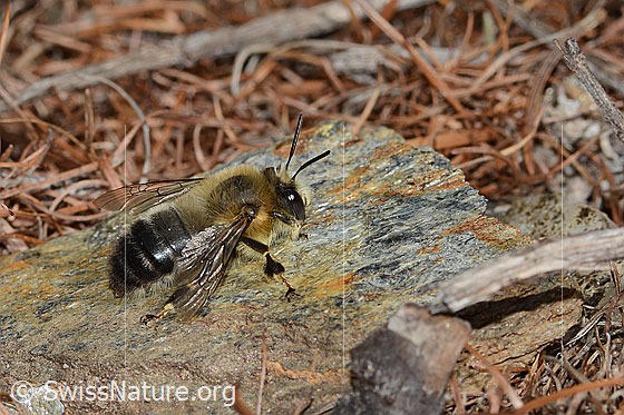 Photo: Anthophora aestivalis. Length 15mm. Male. View from the side.