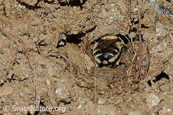 Photo: Anthophora aestivalis. Length 14mm. Female. View from behind. The bee is working on a brood cell.