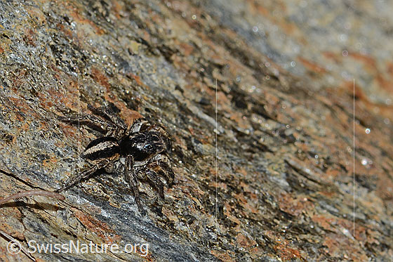 Photo: Aelurillus v-insignitus. Male. Body length: 8 - 9mm. View from the side.