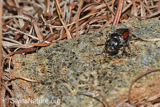 Foto: Wahrscheinlich Gewöhnliche Blutbiene (Sphecodes ephippius). Länge 9mm. Ansicht von vorne.