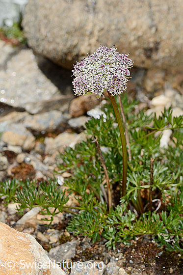 Foto: Zwerg-Mutterwurz (Ligusticum mutellinoides). Ganze Pflanze (Habitus).