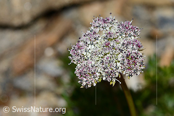 Photo: Ligusticum mutellinoides. Flower umbel. View from above.