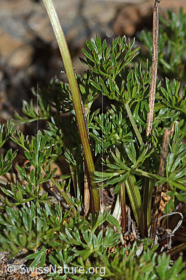 Foto: Zwerg-Mutterwurz (Ligusticum mutellinoides). Stängel und Blätter.