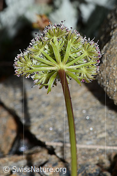Foto: Zwerg-Mutterwurz (Ligusticum mutellinoides). Stängel und Blütendolde. Ansicht von unten.