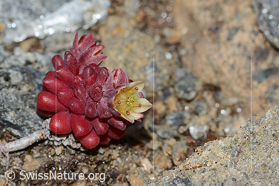 Foto: Dunkler Mauerpfeffer (Sedum atratum). Ganze Pflanze (Habitus).