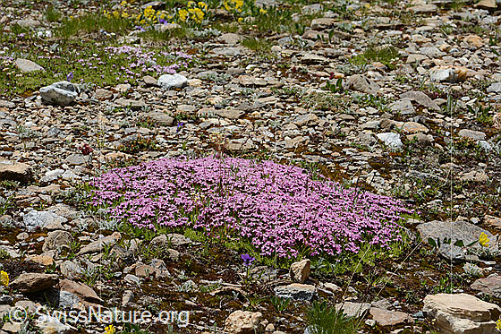 Foto: Kalk-Polsternelke (Silene acaulis). Blumenpolster.