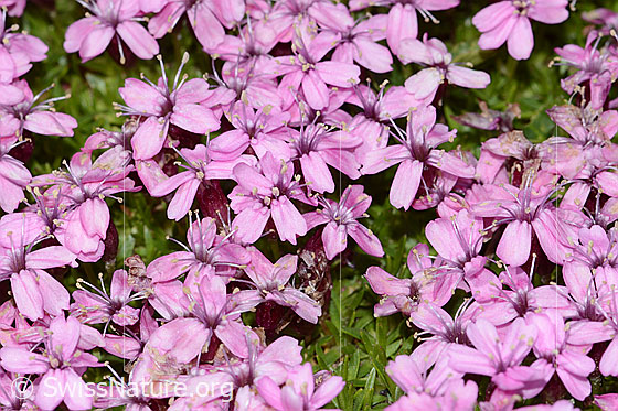 Foto: Kalk-Polsternelke (Silene acaulis). Blüten.