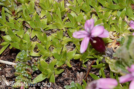 Foto: Kalk-Polsternelke (Silene acaulis). Blätter.