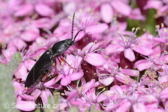 Melanotus castanipes (Schnellkäfer) auf Kalk-Polsternelke (Silene acaulis)