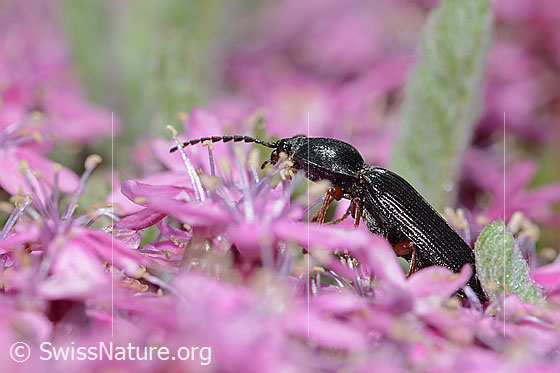 Foto: Wahrscheinlich Melanotus castanipes (Schnellkäfer) auf Kalk-Polsternelke (Silene acaulis). Länge 17mm. Weibchen. Ansicht von der Seite.
