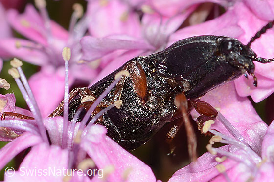Photo: Probably Melanotus castanipes on Silene acaulis. Length 17mm. Female. View from the front unten.