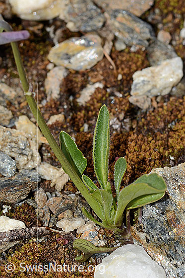 Foto: Langsporniges Stiefmütterchen (Viola calcarata). Blätter, Nebenblätter und Stängel.