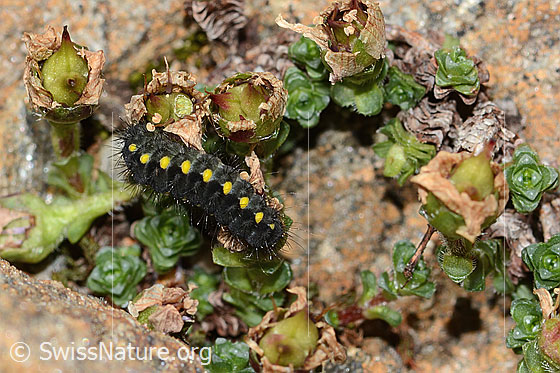Photo: Caterpillar of the Zygaena exulans on Saxifraga biflora. View from above.