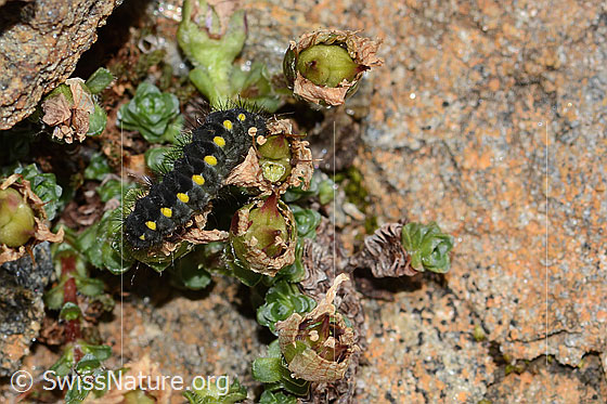 Photo: Caterpillar of the Zygaena exulans on Saxifraga biflora. View from above.