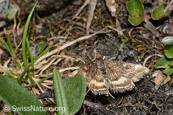 Foto: Olivenbrauner Zünsler (Pyrausta despicata). Flügel geöffnet. Ansicht von oben.