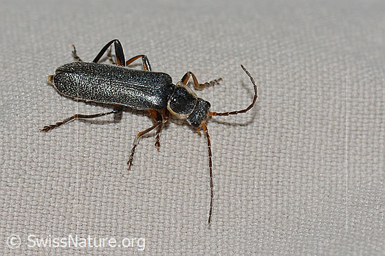 Foto: Cantharis pagana (Weichkäfer). Länge 8mm. Ansicht von seitlich oben.