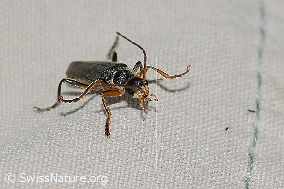 Foto: Cantharis pagana (Weichkäfer). Länge 8mm. Ansicht von vorne.