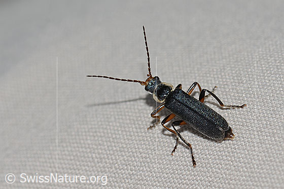 Foto: Cantharis pagana (Weichkäfer). Länge 8mm. Ansicht von oben.