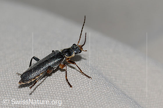 Foto: Cantharis pagana (Weichkäfer). Länge 8mm. Ansicht von seitlich hinten.