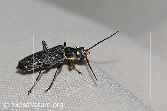 Foto: Cantharis pagana (Weichkäfer). Länge 8mm. Ansicht von seitlich oben.