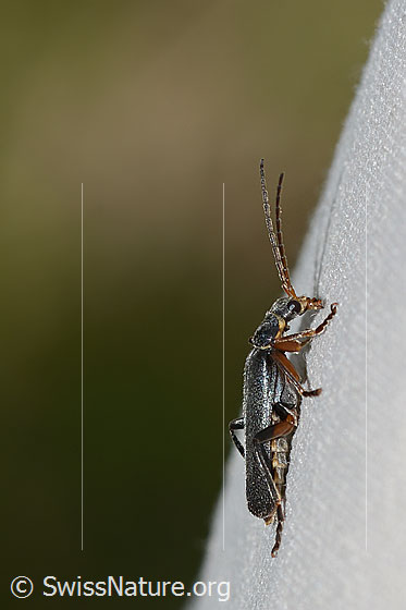 Foto: Cantharis pagana (Weichkäfer). Länge 8mm. Ansicht von der Seite.