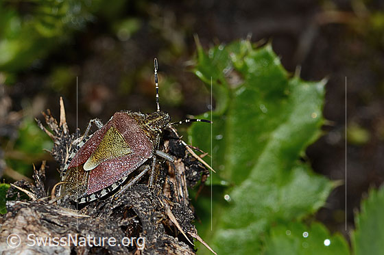Foto: Beerenwanze (Dolycoris baccarum). Länge 10 - 12mm. Ansicht von seitlich oben.