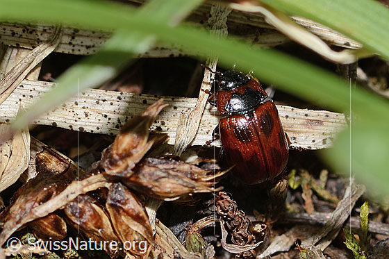Foto: Wahrscheinlich Gonioctena nivosa (Blattkäfer). Länge 5mm. Ansicht von oben.