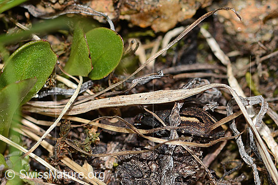 Foto: Odontoscelis fuliginosa (Schildwanze). Länge 6mm. Ansicht von hinten.