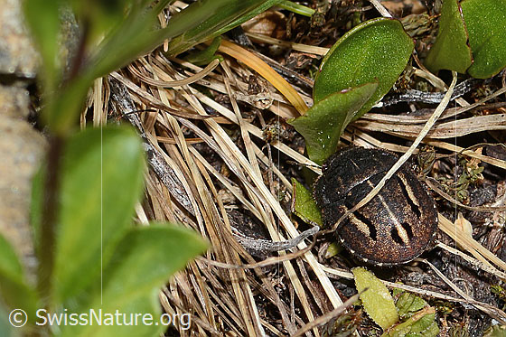 Foto: Odontoscelis fuliginosa (Schildwanze). Länge 6mm. Ansicht von oben.