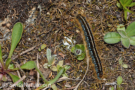 Foto: Alpen-Ringelspinner (Malacosoma alpicola). Raupe. Länge: 30mm. Ansicht von oben.
