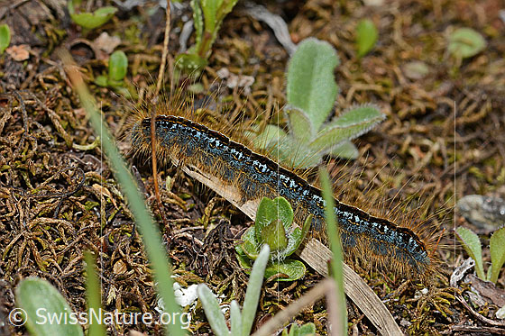 Foto: Alpen-Ringelspinner (Malacosoma alpicola). Raupe. Länge: 30mm. Ansicht von der Seite.