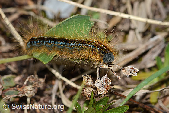Foto: Alpen-Ringelspinner (Malacosoma alpicola). Raupe. Länge: 30mm. Ansicht von der Seite.