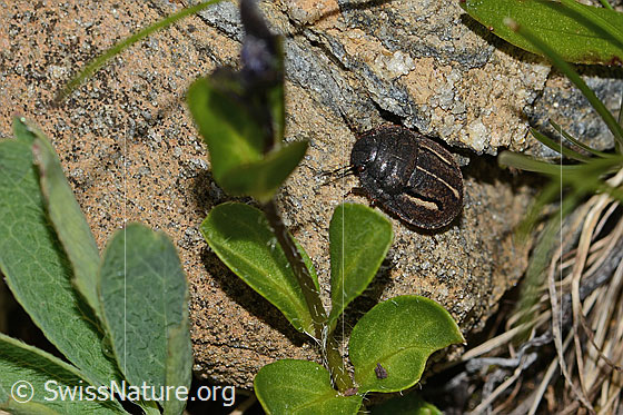 Foto: Odontoscelis fuliginosa (Schildwanze). Länge 6mm. Ansicht von schräg oben.