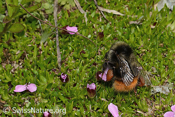 Foto: Berglandhummel (Bombus monticola) auf Kalk-Polsternelke (Silene acaulis). Länge 16mm. Ansicht von seitlich oben.