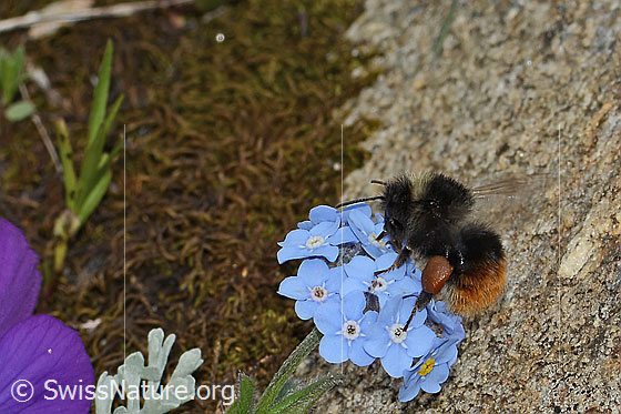 Foto: Berglandhummel (Bombus monticola) an Alpen-Vergissmeinnicht (Myosotis alpestris). Länge 16mm. Ansicht von seitlich oben.
