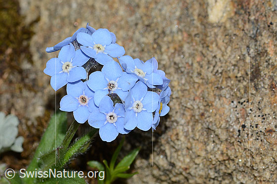 Photo: Myosotis alpestris. Blossoms.