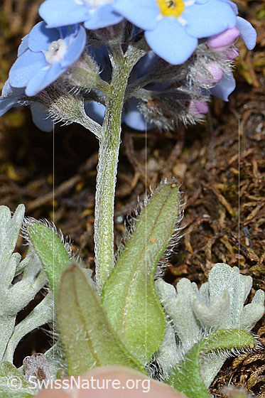 Photo: Myosotis alpestris. Stem and calyxes.