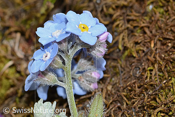 Photo: Myosotis alpestris. Stem, calyxes and blossoms.