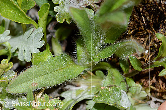 Foto: Alpen-Vergissmeinnicht (Myosotis alpestris). Blattoberseite.