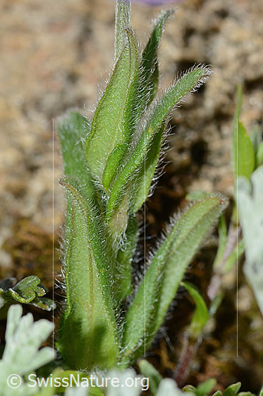 Foto: Alpen-Vergissmeinnicht (Myosotis alpestris). Blattunterseite.