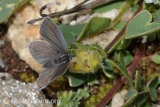Foto: Zwerg-Bläuling (Cupido minimus) auf Alpen-Wundklee (Anthyllis vulneraria ssp. alpestris). Weibchen. Flügel geöffnet. Ansicht von schräg vorne oben.
