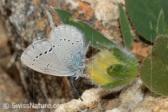 Foto: Zwerg-Bläuling (Cupido minimus) auf Alpen-Wundklee (Anthyllis vulneraria ssp. alpestris). Weibchen. Flügel geschlossen. Ansicht von der Seite.