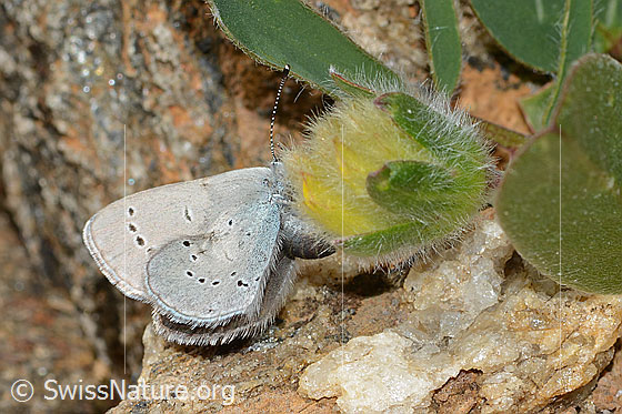 Foto: Zwerg-Bläuling (Cupido minimus) auf Alpen-Wundklee (Anthyllis vulneraria ssp. alpestris). Weibchen während der Eiablage.