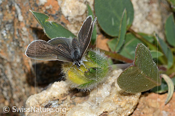 Foto: Zwerg-Bläuling (Cupido minimus) auf Alpen-Wundklee (Anthyllis vulneraria ssp. alpestris). Weibchen. Flügel geöffnet. Ansicht von vorne oben.
