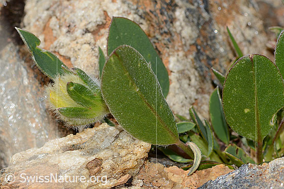Foto: Alpen-Wundklee (Anthyllis vulneraria ssp. alpestris). Enblatt, Knospe und Kelchblätter.
